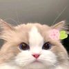 ningsih_597