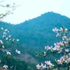 giang.a.s1