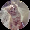 cat233445
