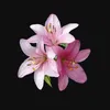 justa.lilii.bit