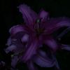 a_r36211