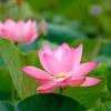 10flowery