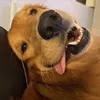 surphilarious
