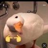 imma_rat31718