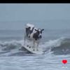 cowsurfing