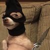 giggleshitter438