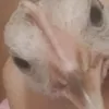 shaira_virka12