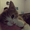 elll_044