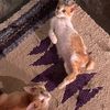 meong_iyen_utih