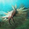 anomalocarisq