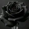 yasseryasser5092