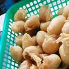 pedagangapaaja