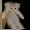bollinzine