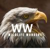 wildlife wonders