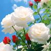 user128251822087