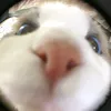 matthew_vu__