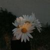 na_daisy_ya