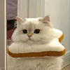 typuct__tiktok