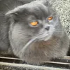 mihysiv