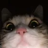 n0tmar_