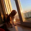 angelina_2401