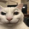 ca1tiecat