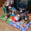 vip_chihuahua_poland