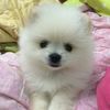 samran1_