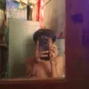 pat.gabani
