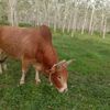 user7316142581108