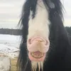 piiskuhelinaaa