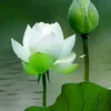 kimtyn8