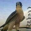 user1569069622234
