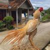 bakulanpitikngapak