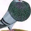 eli.chekh