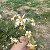 doris_umechibe