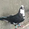 ahevdhejs