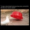 george_opicha1