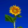 _sunflower.19_