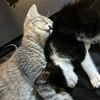 Oreo and Friends
