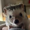 daisythehedgehog