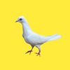 lowflyingpigeons