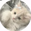sofiaariannedelap