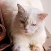 kucing.binson