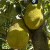 tham6751