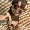 dogsusenjoyer