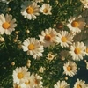 flower_sun75