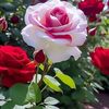 user2144516101997