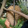 ade.darulani