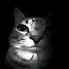 dear_typoi_oleni